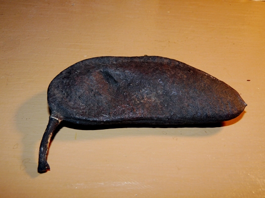 {Gymnocladus dioicus}